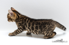  Bengal TICA